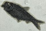 Plate of Three Fossil Fish (Diplomystus & Knightia) - Wyoming #292412-2